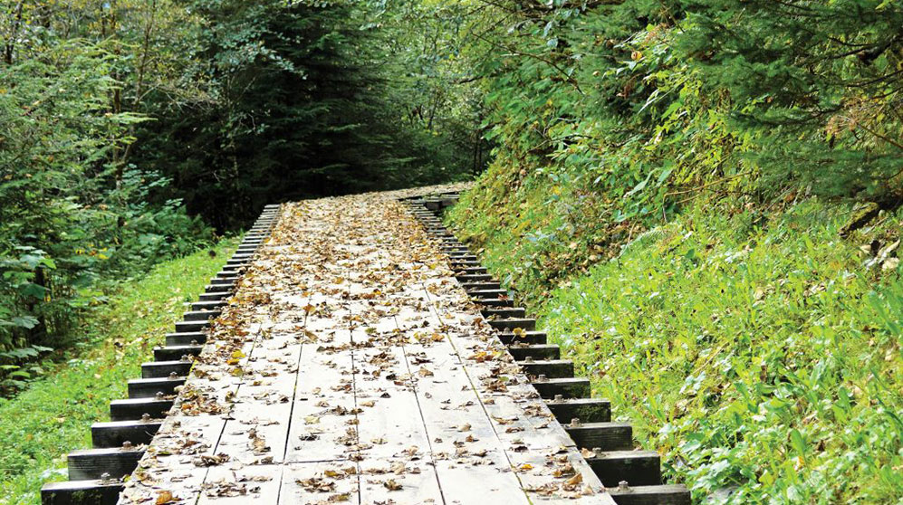 Path in the forrest