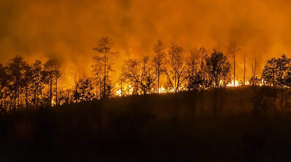 WIldfire photo